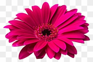 Clip Arts Related To - Flowers Png Hd Transparent Png