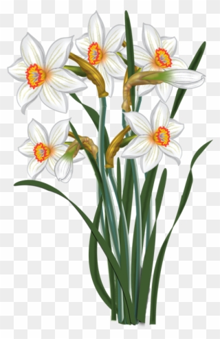 Daisy Clipart Daffodil Flower - Transparent Clip Art Narcissus - Png Download