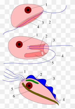 Excavata Wikipedia Prokaryotic Clip Art Cytoskeleton - Png Download