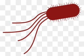 Microbiology Clipart