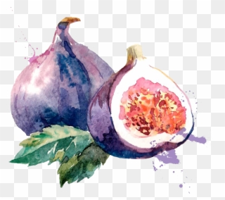 Clip Art Royalty Free Common Fig Watercolor Painting - Png Download