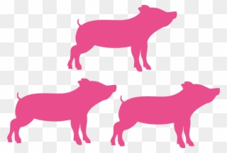 Topigs Norsvin Pigs Are Vigorous, Which Means They Clipart