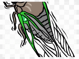 Cicada Clipart Transparent - Png Download