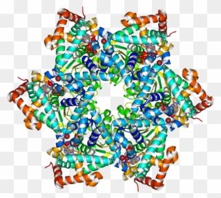 Twelve Copies Of The Protein Use Their First Domain Clipart
