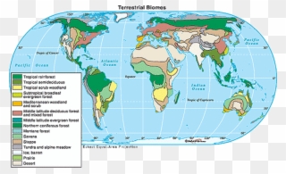 A 70% Earth Is Made Up Of Water The Taiga Biome Is Clipart