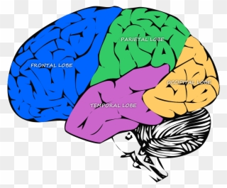 Diagram Of The Major Lobes Of The Brain Clipart