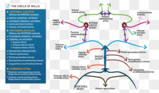 Neuroanatomy Cerebrovasculature Circle Of Willis Draw Clipart (#2568202 ...
