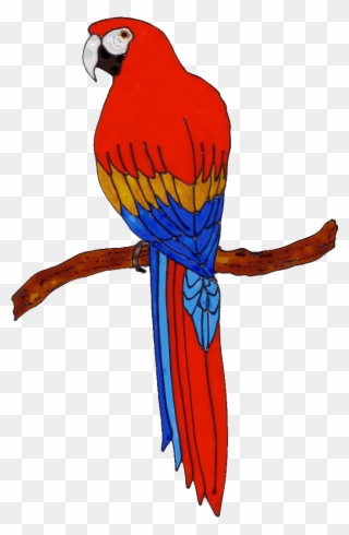 Parrot Animated Www Imgkid Com The Image Kid Has It Clipart