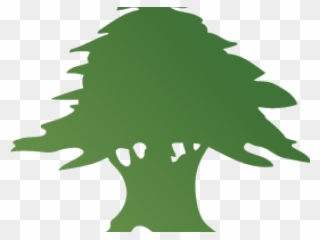 Fir Tree Clipart Cedar Tree - Png Download