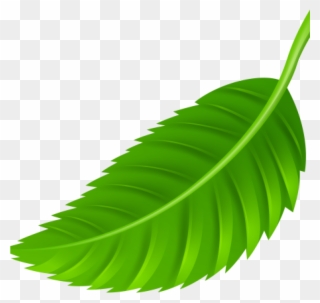 Leaf Images Clip Art Leaf Png Clip Art Best Web Clipart Transparent Png