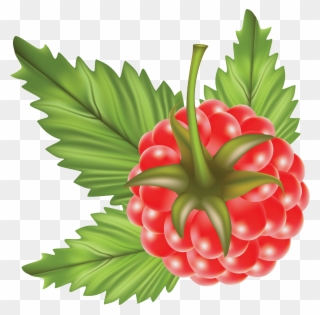 Rraspberry Png Image Clipart