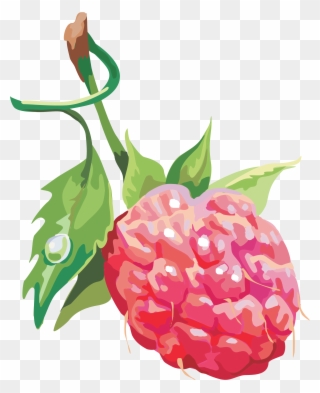 Rraspberry Png Image - Red Raspberry Clipart
