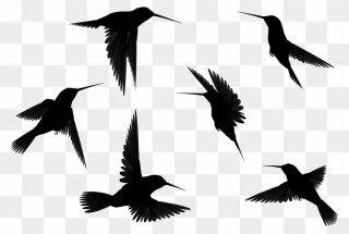 Black Swan Clip Art - Bird Tattoo Transparent - Png Download