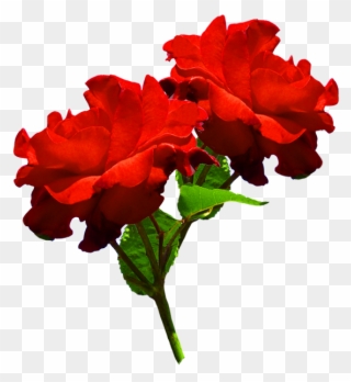 Red Rose Clipart Head - Two Red Roses Png Transparent Png