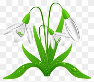 Spring Snowdrops Png Clipart Picture - Snowdrops Clipart Transparent Png