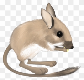 Rat Clipart Kangroo - Kangaroo Rat No Background - Png Download