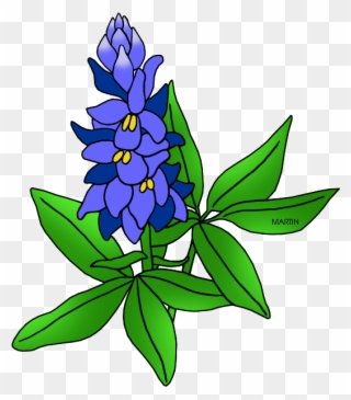 Image Free Stock Cactus Ranch Library Bluebonnet - State Flower Of Texas Drawing Clipart