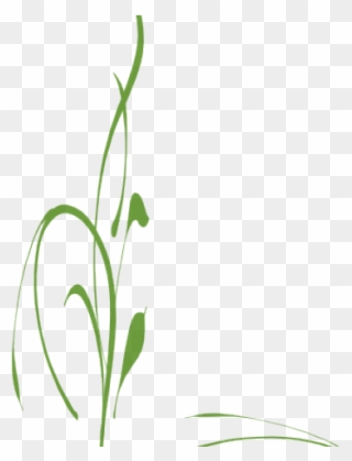 Decoration Clipart Vine - Png Download