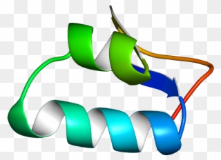 It Has Two Alpha Helices And Two Beta Strands Forming Clipart