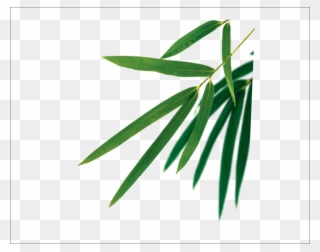 Bamboo Leaves Vector Clipart