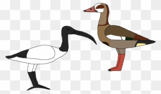 Waterbirds Of Egypt By Clipart