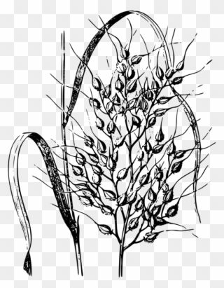 Wild Rice Cereal Drawing Common Wheat - Blast Of Rice Drawing Clipart
