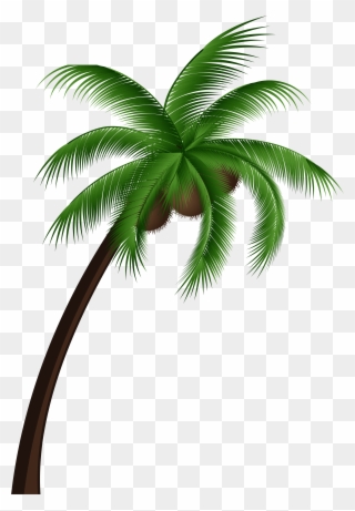 Coconut Palm Tree Png Clip Art - Coconut Tree Vector Png Transparent Png