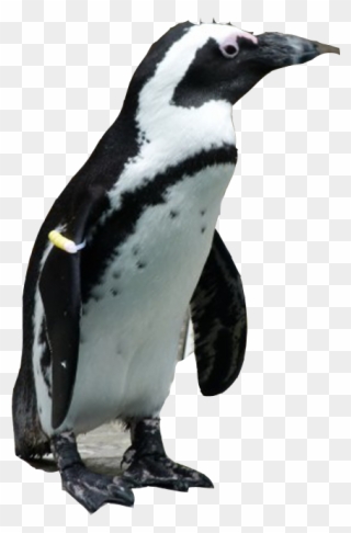 Emperor Penguin Clipart Jackass Penguin - Png Download