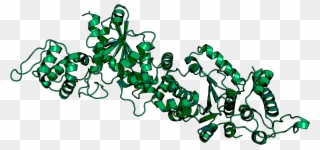 O Methyl L Tyrosine Trna Synthetase Clipart