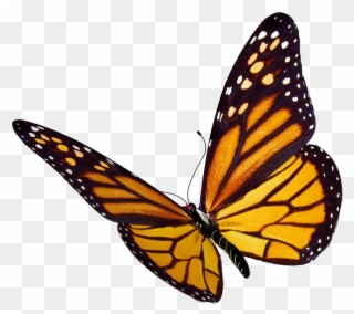 Monarch Butterfly Clipart Viceroy Butterfly - Png Download