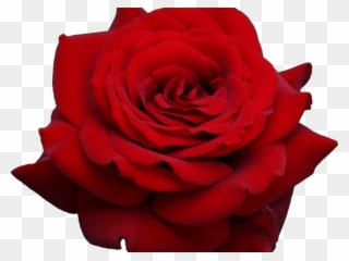 Planescape Torment Clipart Rose - Png Download