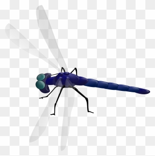 Dragon Fly No Background Clipart