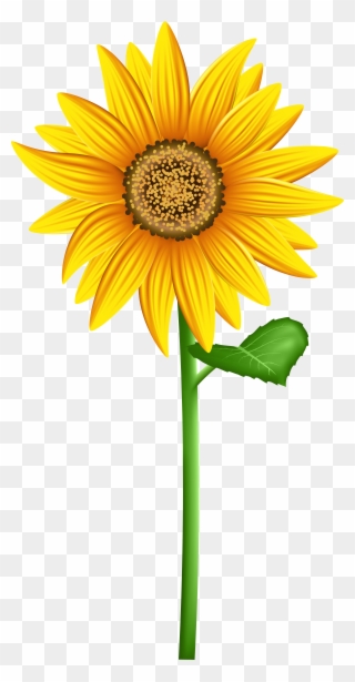 Transparent Background Sunflower Clipart - Png Download