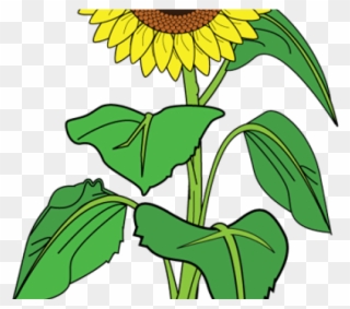 Image Transparent Stock Girl Free On Dumielauxepices - Clip Art Of Sunflower - Png Download