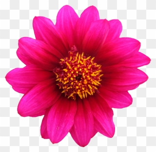 Flower Flor Flores Floral Clipart Clip Art Vetor Vector - Blume Png Transparent Png