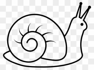 Drawing Shell Cone - Drawing Images Of Snail Clipart