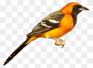 Orioles - Oriole Bird Clip Art - Png Download