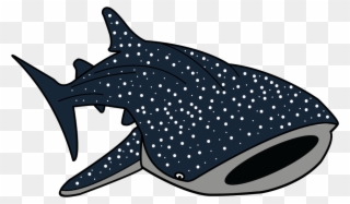 Hammerhead Shark Clipart Whale Shark - Whale Shark Clip Art - Png Download