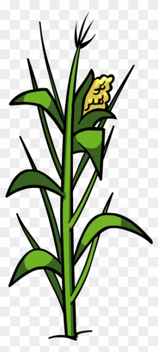 Plant Clipart Corn - Corn Plant Png Transparent Png