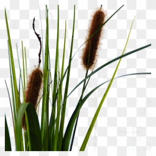 Typha Cattail Clipart