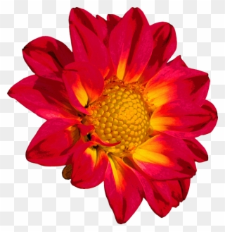 Dahlia Clipart Flower Blossom - Png Download