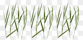 Free Png Download Grass Blade Texture Png Images Background Clipart