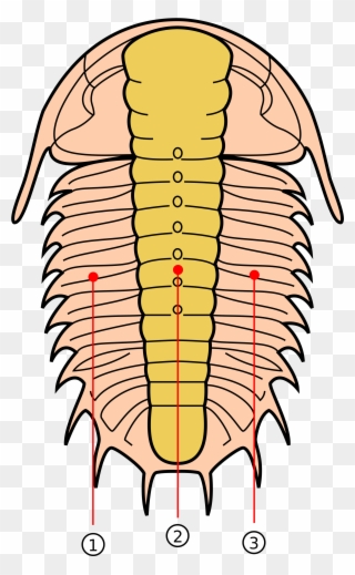 Trilobite Lobes Numbered Clipart
