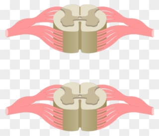 Cross Section Of The Spinal Cord Showing 2 Lumbar Segments, Clipart