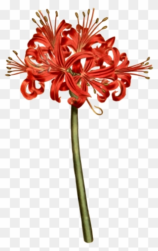 Red Spider Lily Curtis Clipart