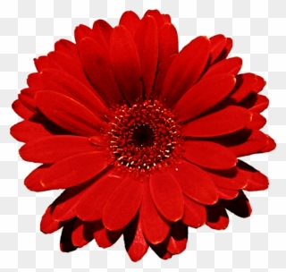 Gerbera Clipart Clip Art - Red Flower Transparent Background - Png Download