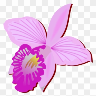 Bamboo Orchid Cut Flowers Drawing Orchids - Orquideas Clipart - Png Download