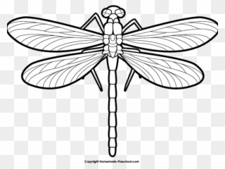 Dragonfly Clipart Scroll - Dragon Fly Black And White - Png Download