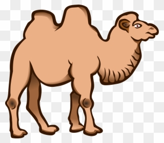 Bactrian Camel Dromedary Cartoon Download Drawing - Kamel Clipart - Png Download