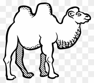 Bactrian Camel Line Art Drawing Black And White Coloring - Arabic Letters For Colouring Clipart